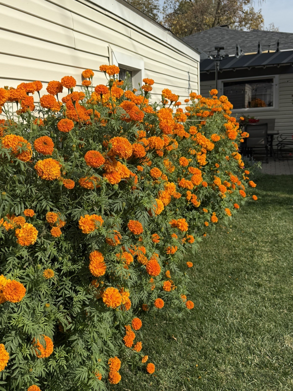 Cempasúchil Mexicano 🇲🇽 -300 Semillas (Mexican Marigold – 300 Seeds)