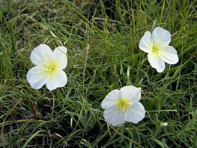 1oz White Evening Primrose Flower Seeds Oenothera pallida (40,000 Seeds)