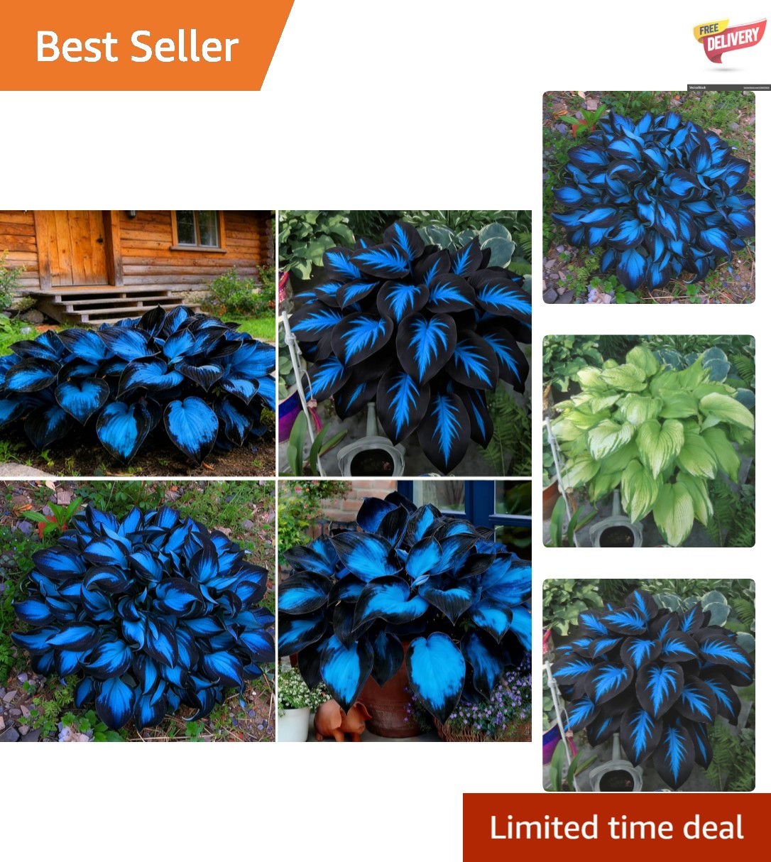 290+ Non-GMO Hosta Seeds – Beautiful Perennial Flowering Plants for Gardens
