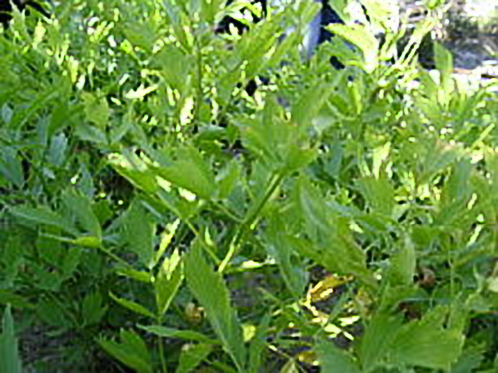 Lovage Great Garden Herb By Seed Kingdom 100 Seeds
