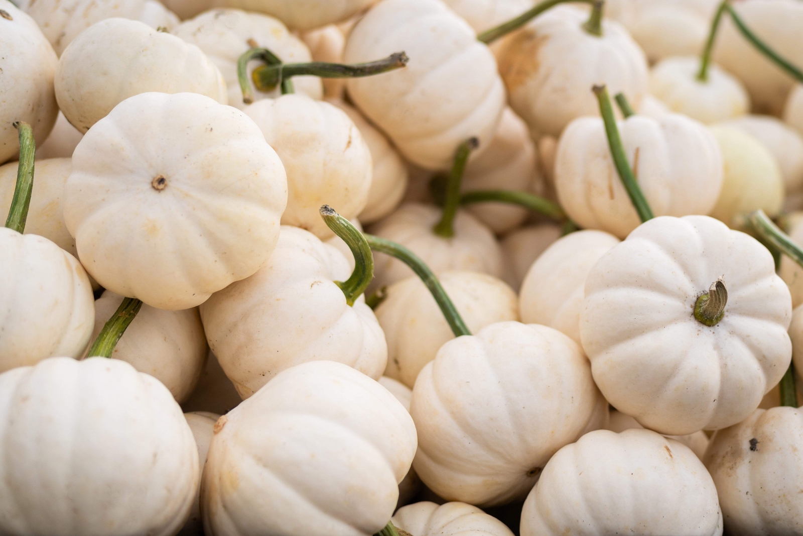 20 MINI MIX PUMPKIN Miniature Cucurbita Pepo White Green Orange Stripe Veg Seeds