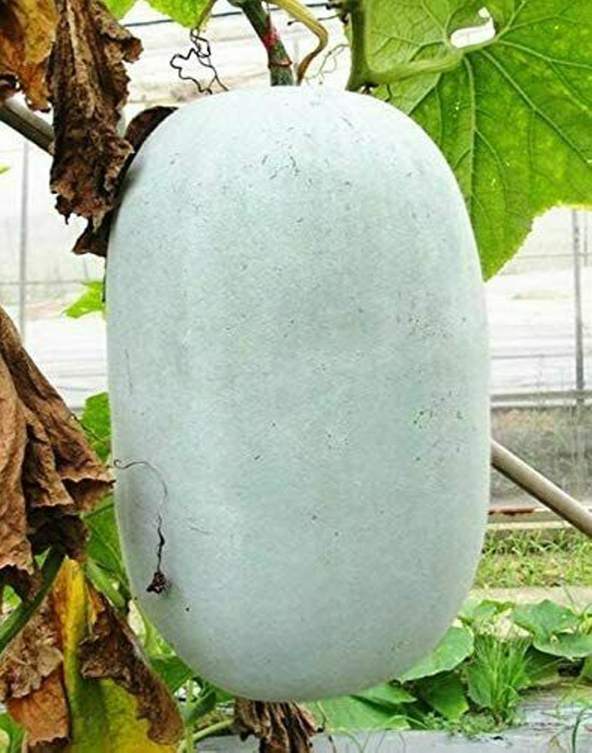 20 Organic Seeds of WAX GOURD Winter Melon White Ash Benincasa Hispida Seeds