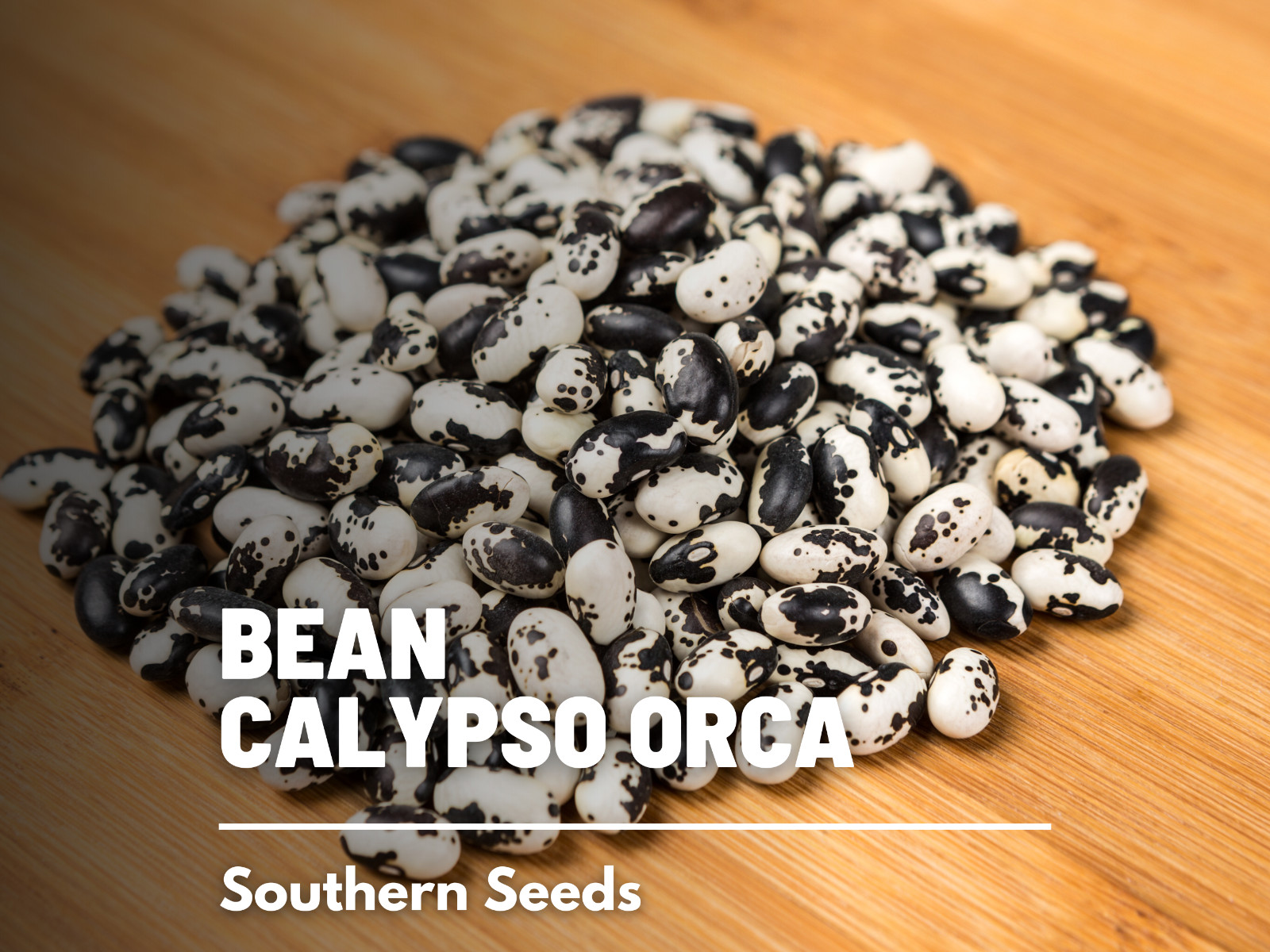 Bean, Calypso (Orca) – 25 Seeds, Bush, Heirloom Vegetable (Phaseolus vulgaris)