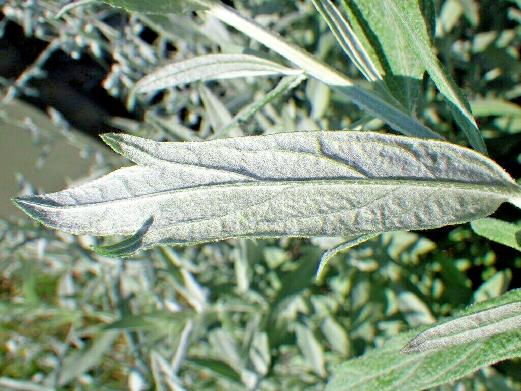 301+PRAIRIE SAGE Flower seeds White Sagebrush Perennial Native Wildflower smudge