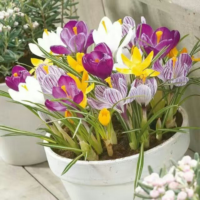 25pc CROCUS SAFFRON SEEDS Garden Plant Flower exotic USA seller FREE shipping