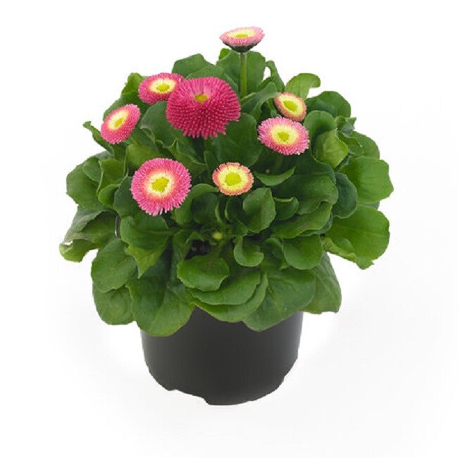 Bellis Seeds Bella Daisy Pink 25 Pelleted Seeds English Daisy