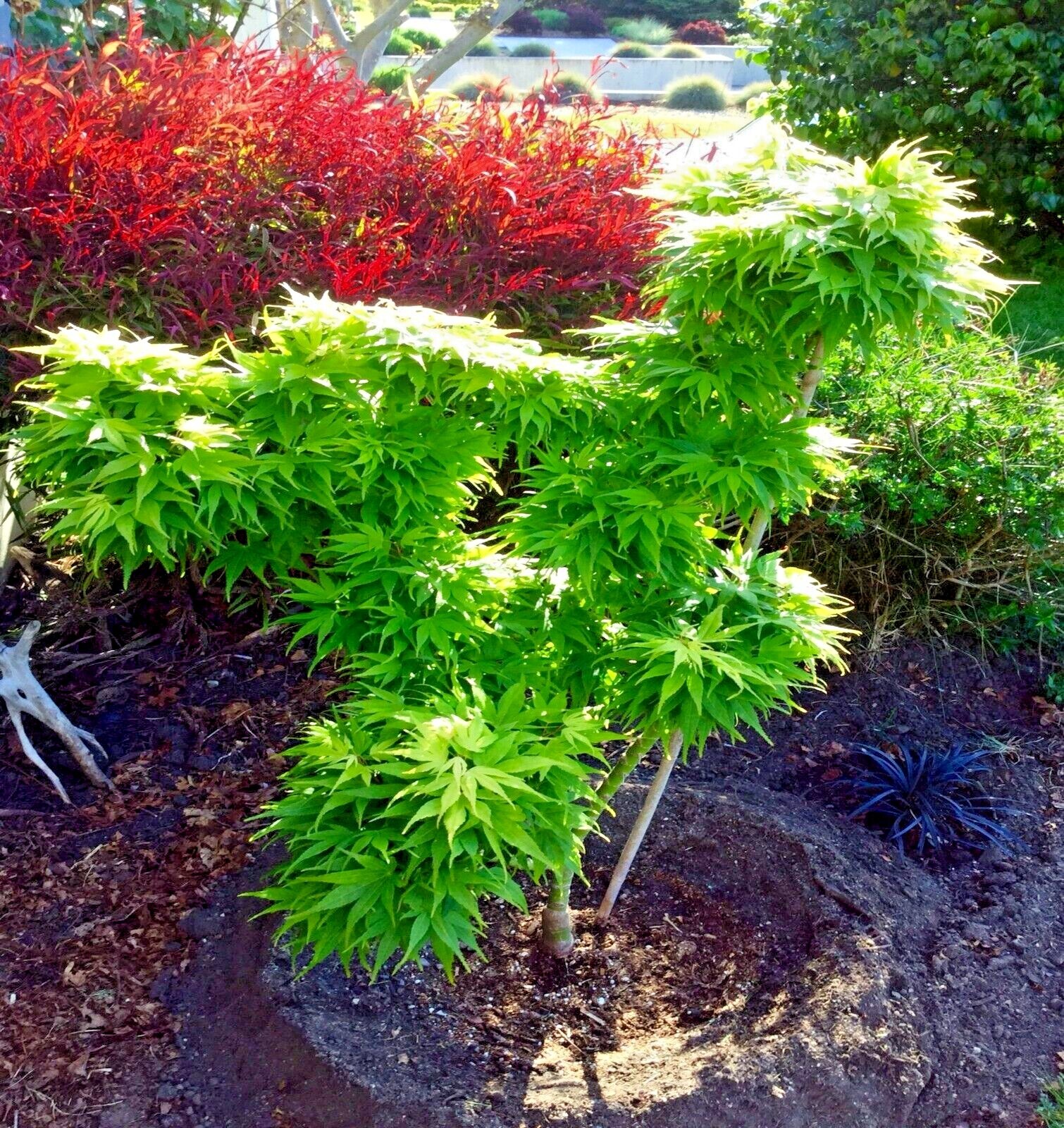 10 “DWARF” Japanese Maple Tree Seeds (Mikawa yatsubusa) UNIQUE Hemp Herb Bonsai