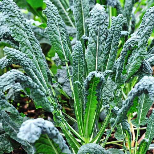 Lacinato Kale Seeds | Tuscan Italian / Dinosaur Kale | Heirloom / Non-GMO | 1097