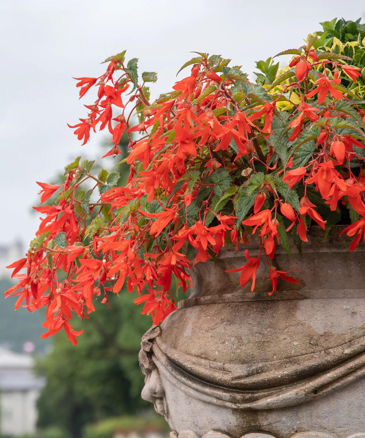 Red Hanging Basket Begonia – 3 tubers