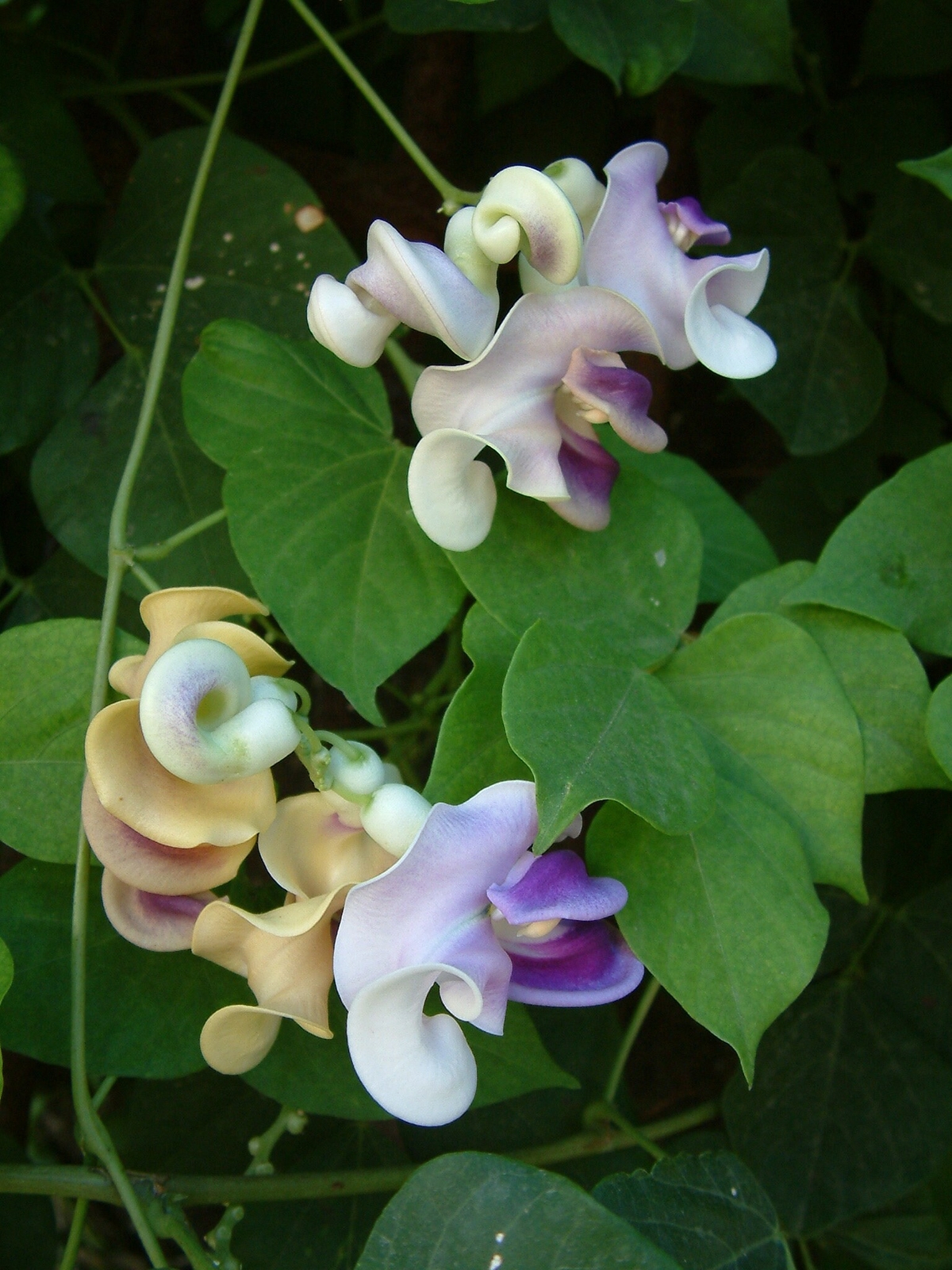 Snail Vine Seeds ~ Vigna Caracalla ~ Fragrant ~ Garden ~ Exotic ~ Unique ~