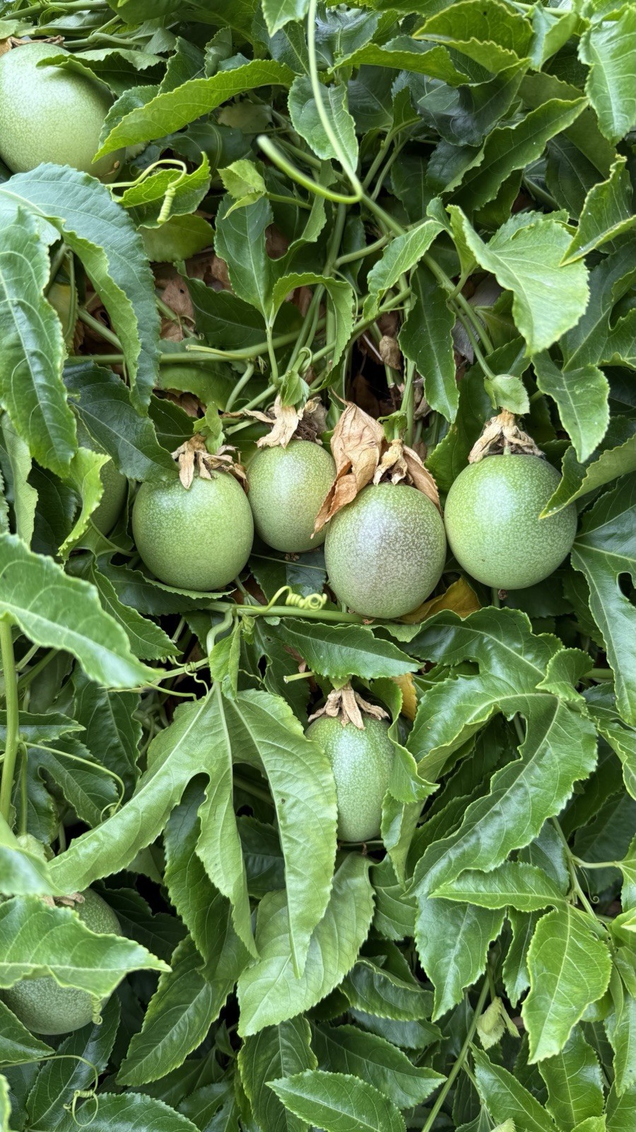 Fresh Passion Fruits 5LBS