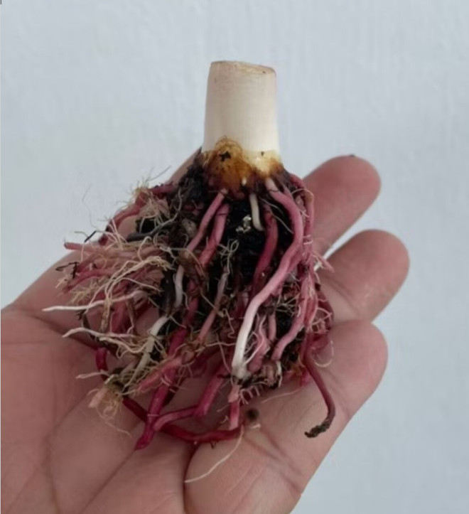 AUTHENTIC Caladium Equador 1 bulbs