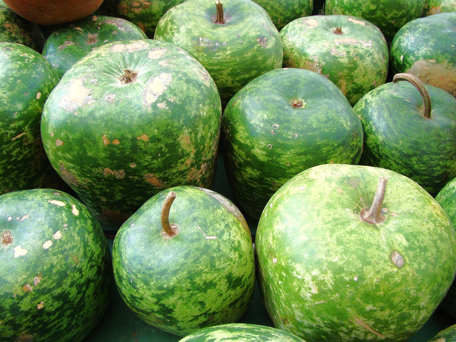 Large Crafting Gourds Mix Seeds – For 2026 Planting