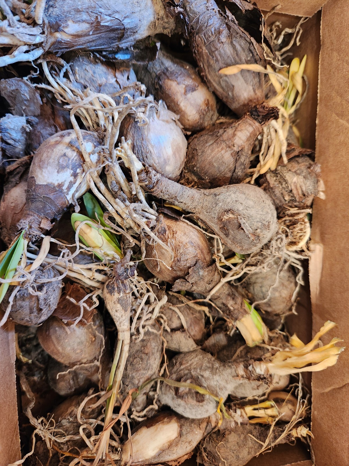 1 Dozen (BABY BULBS) Surprise Lily Bulbs Naked Ladies Resurection Lily