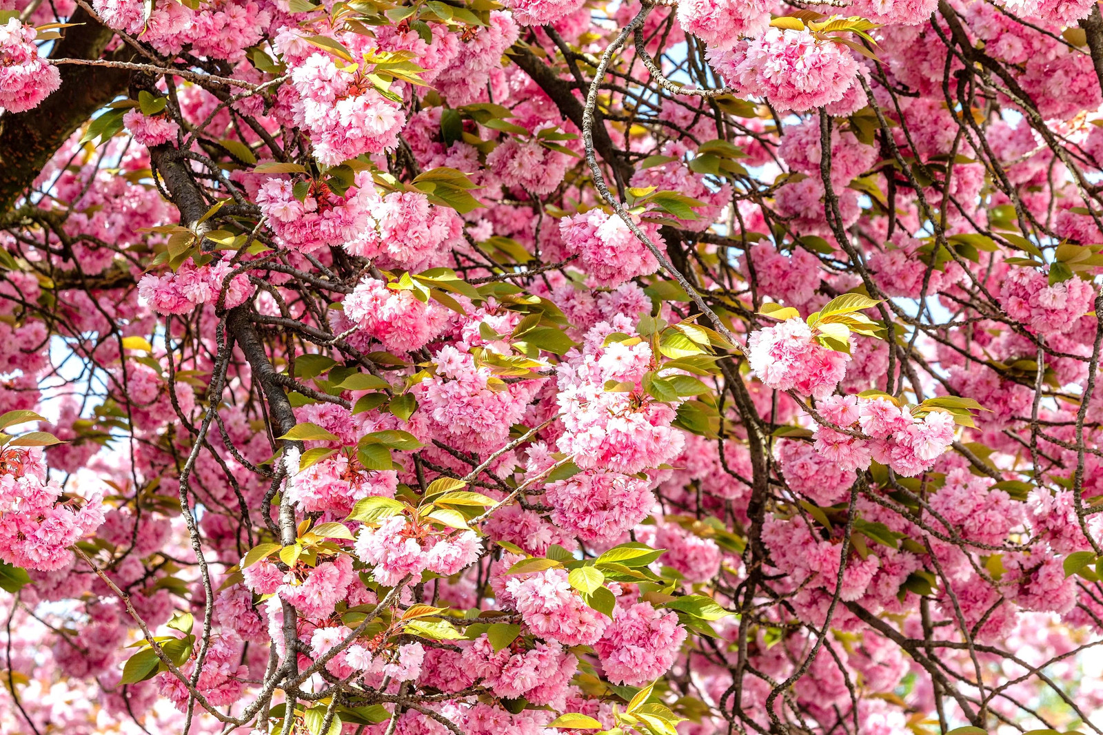 Japanese Cherry Blossom Tree Seeds – For 2026 Planting Sakura Pink Flowering