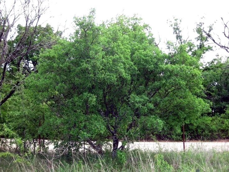 20 HERCULE’S CLUB TREE SEEDS (Zanthoxylum clava-herculis) Prickly Ash Fast Rare