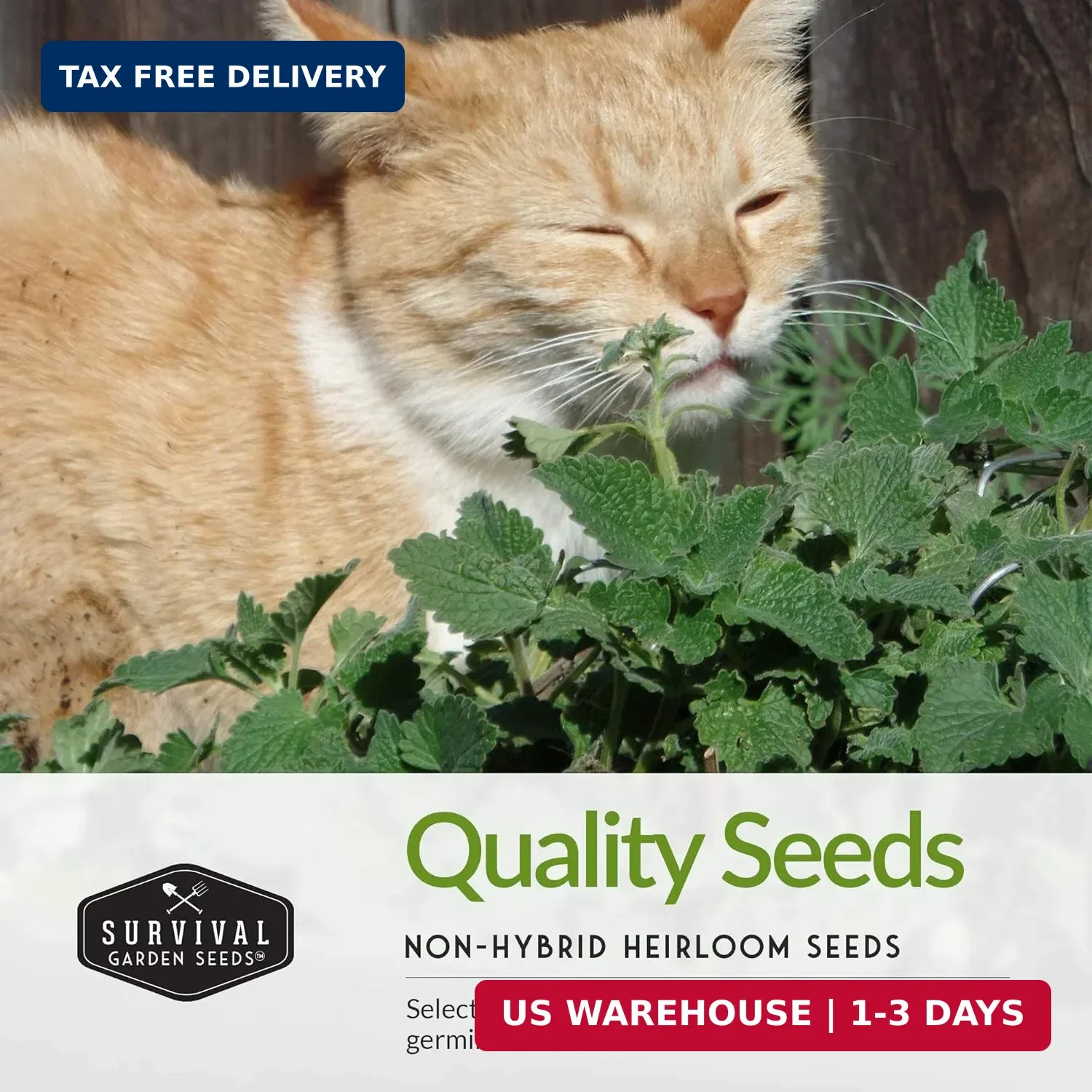 Cat Grass and Catnip Seeds Collection – 3 Packet Non-GMO Heirloom Planting Bundl