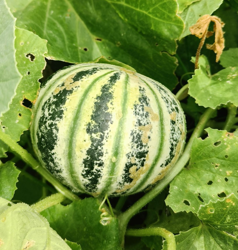 25 Heirloom Kajari Melon Seeds – Exotic Striped Sweet High Yielding Indian Melon