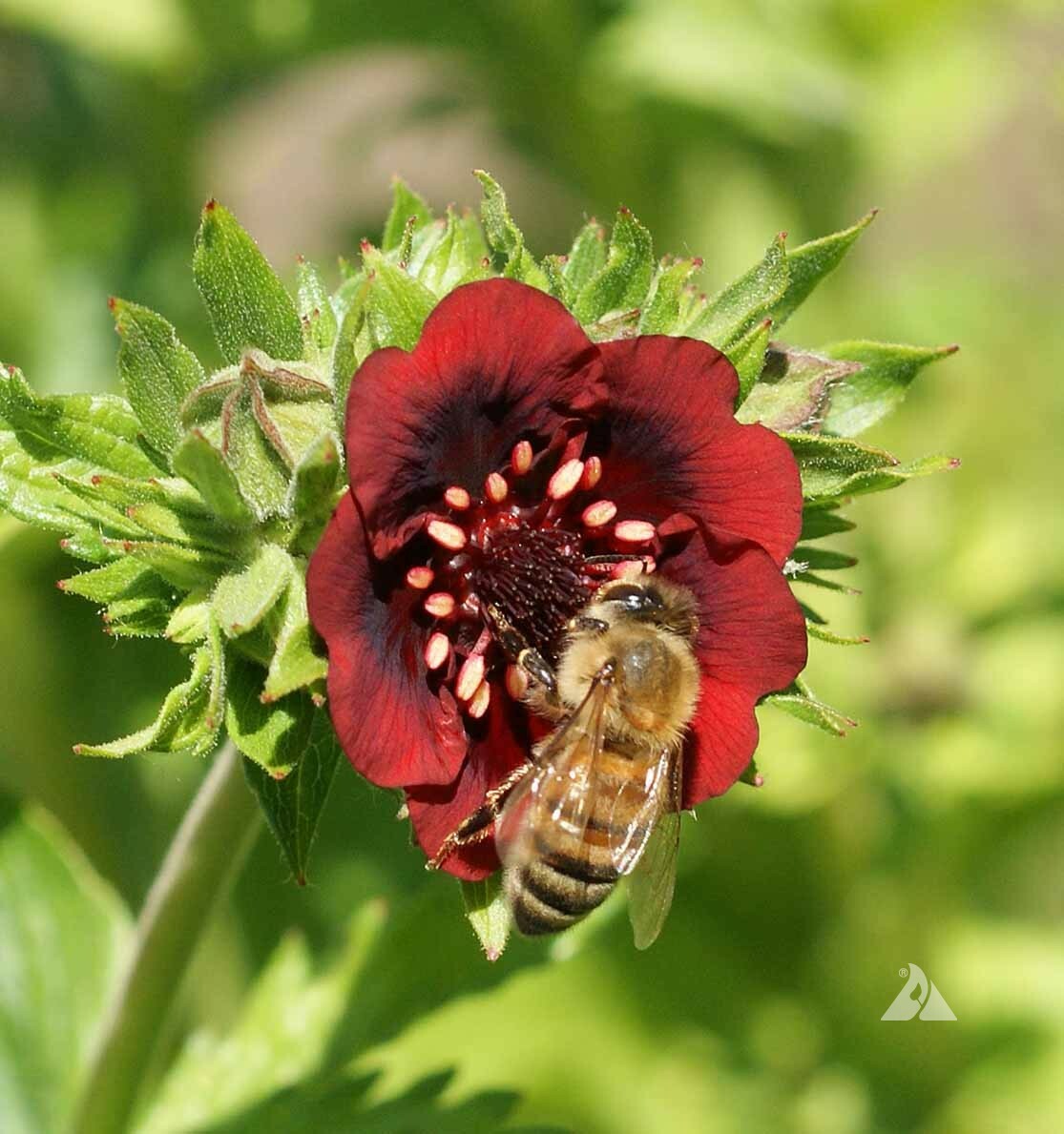 SCARLET CINQUEFOIL Perennial Pollinators Bees Hummingbirds RED Flower 1000 Seeds
