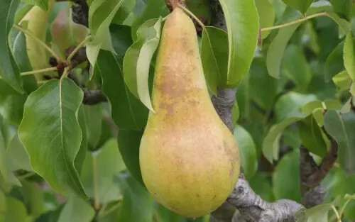 25+ Concorde Pear Seeds for Garden Planting – USA – FREE SHIPPING!