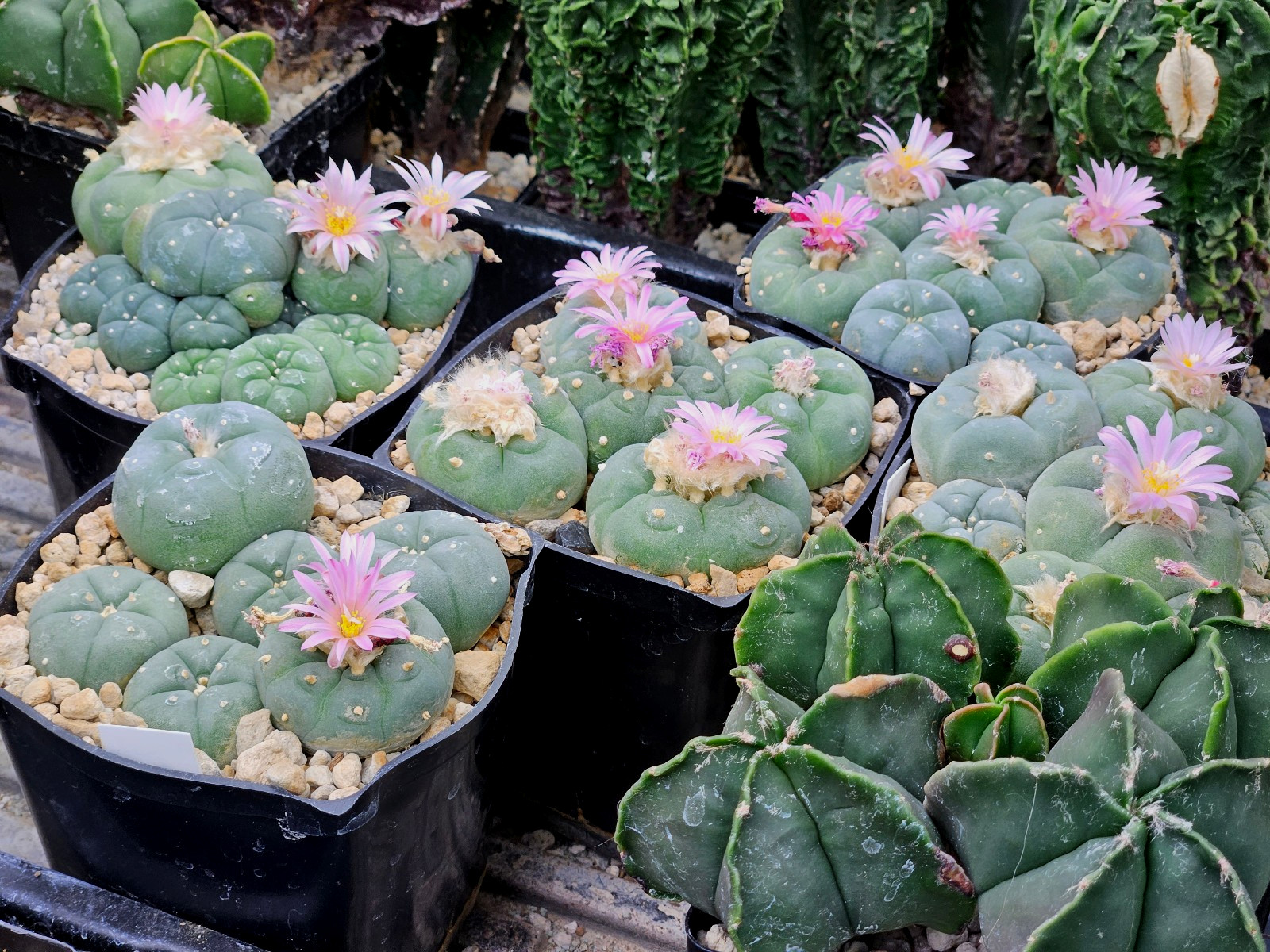 Astrophora Cactus 25 seeds (F)