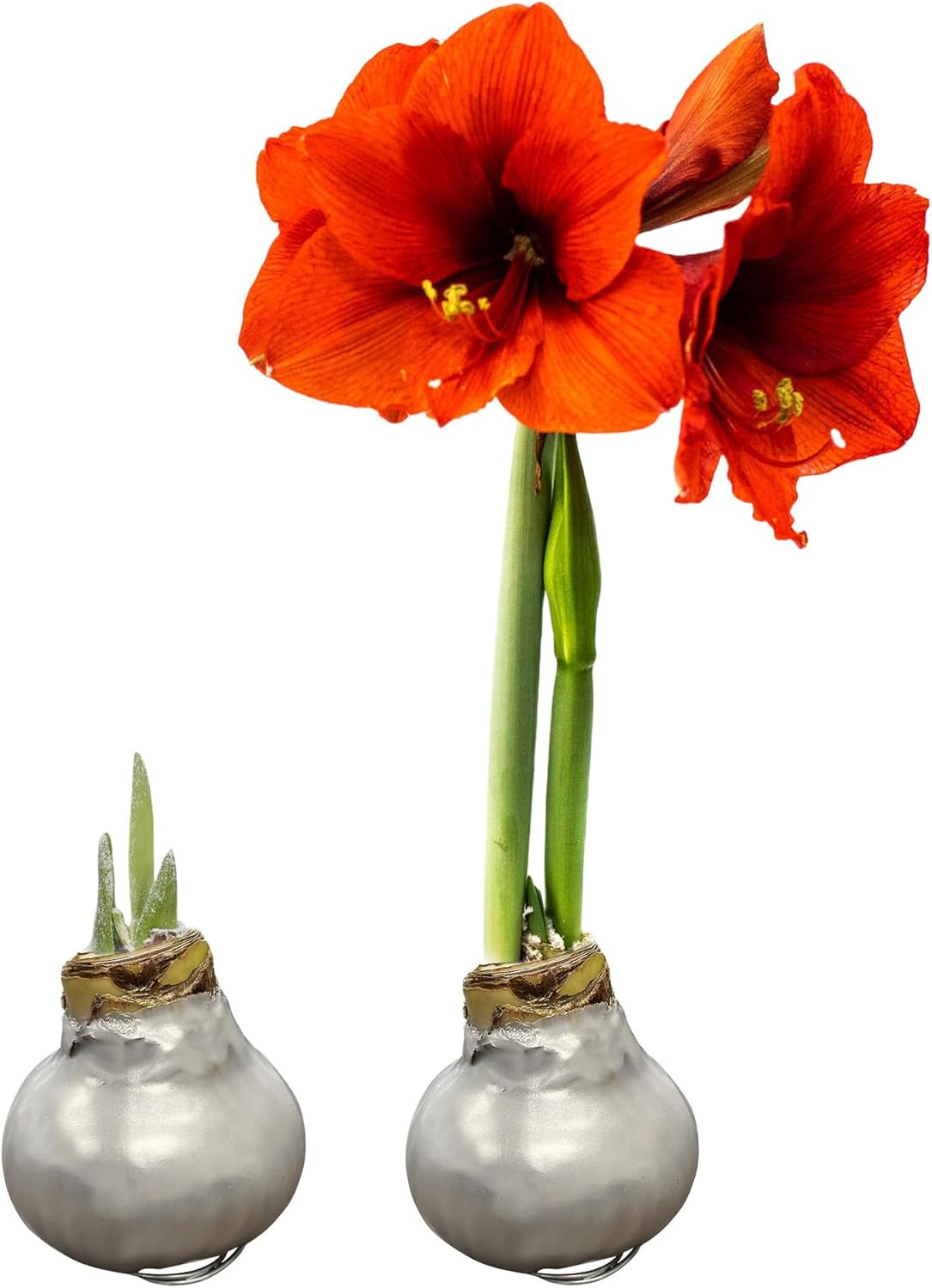 Waxed Amaryllis Bulb 2-Pack – Silver Wax with Red Blooms – Live Holiday Gift Pla