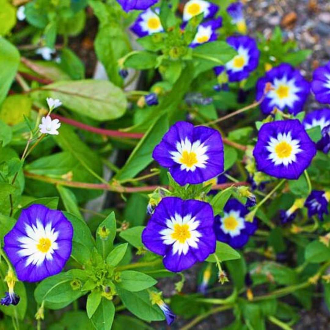 Fresh Morning Glory Seeds | Royal Ensign | Heirloom Non-GMO | Flower Seeds