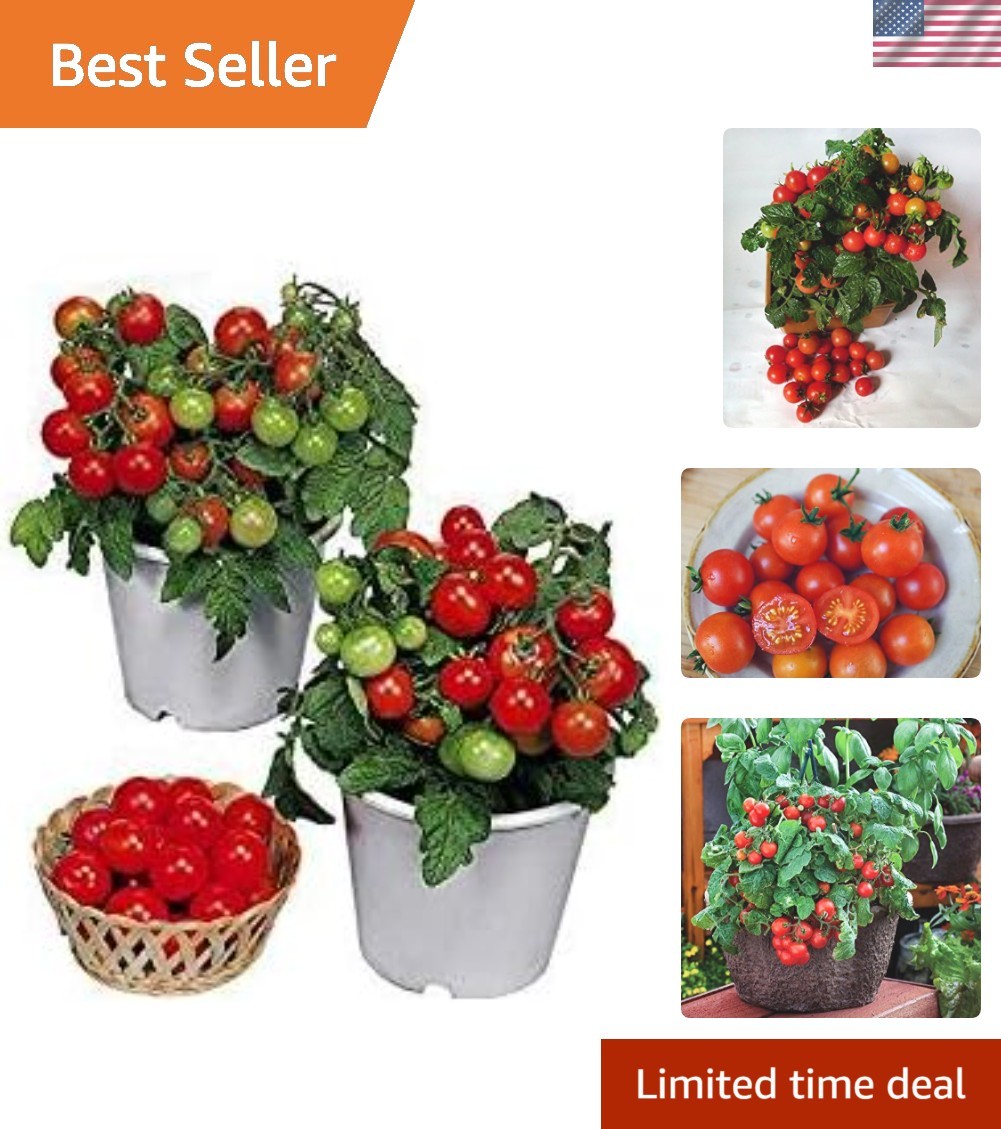 Heirloom Dwarf Red Robin Tomato Seeds – 30 Count, Easy to Grow in Containers
