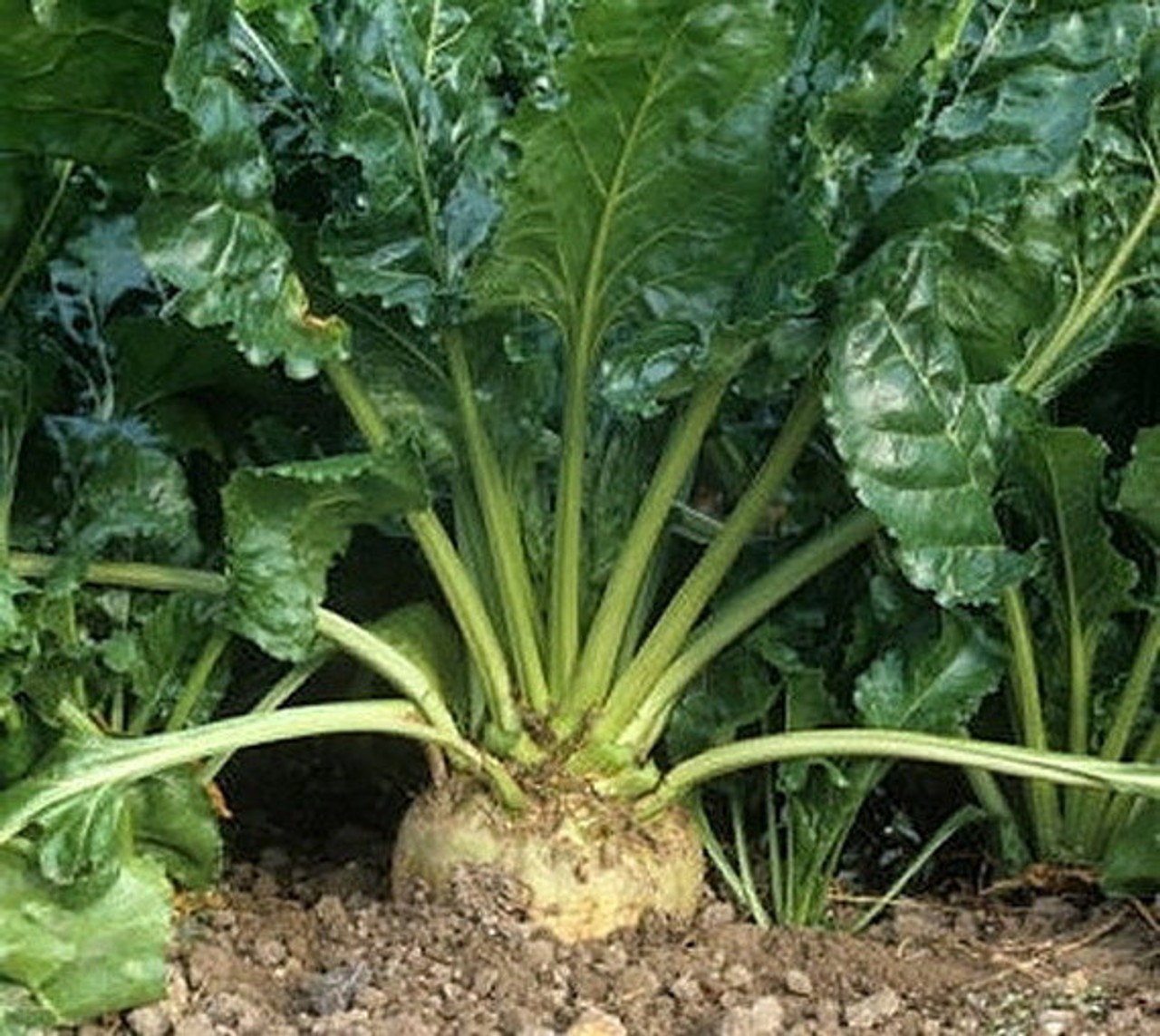 Sugar Beet F1 Untreated Seeds Free Shipping!