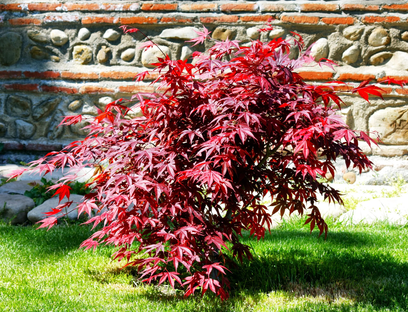 Red Japanese Maple Tree (Bloodleaf) Seeds – For 2026 Planting