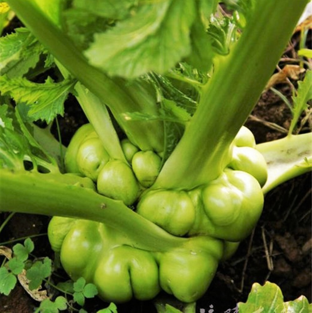 Chinese Stem Mustard Tuber Seeds (Zha Cai) | 搾菜 Swollen Knob Tsa Tsai Seed 2024