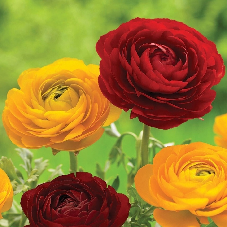 25 Ranunculus Bulbs Mix Pink Red Yellow Purple Peony Rose Garden Spring Flowers