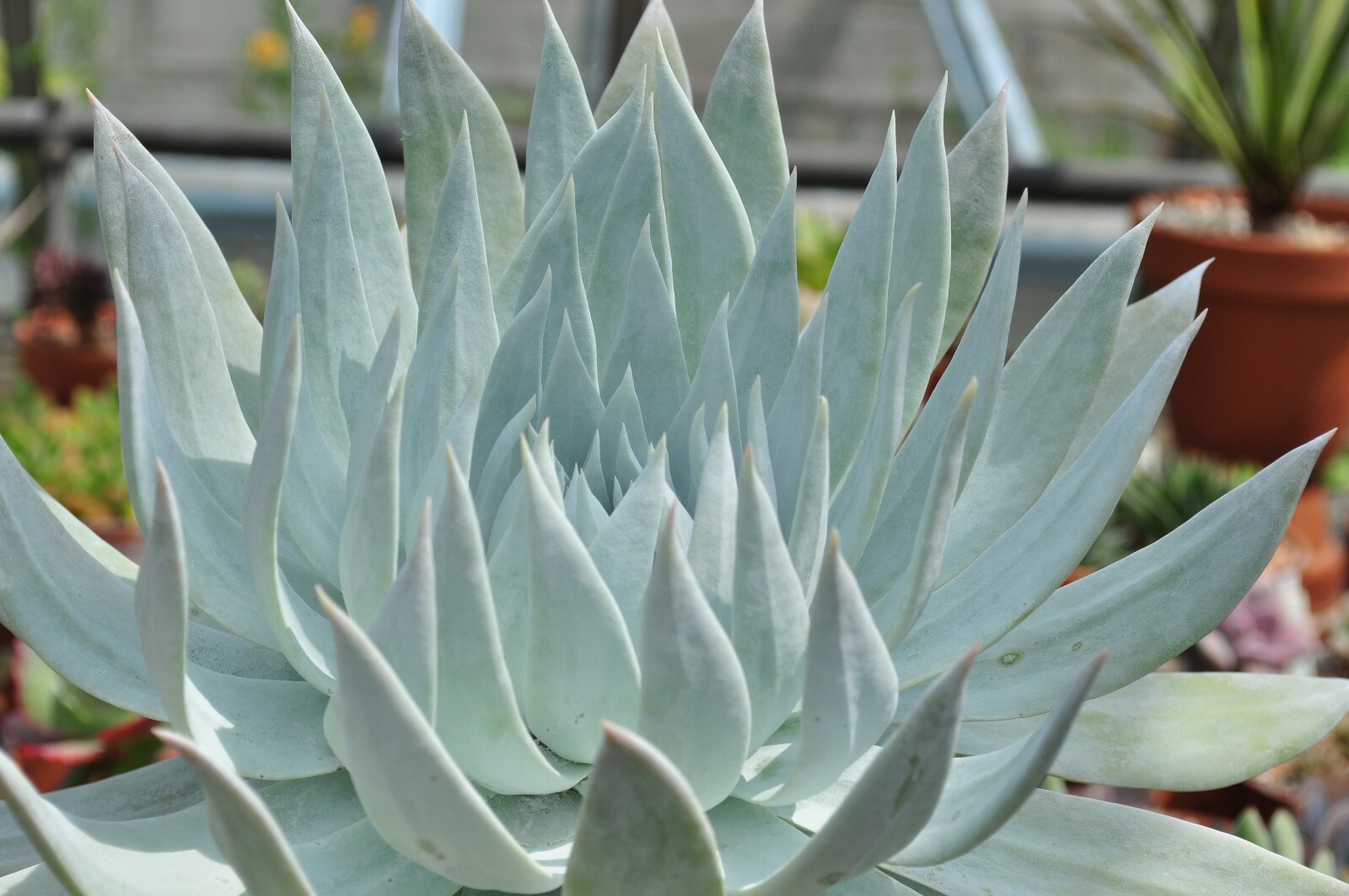 Dudleya Brittonii Giant Chalk Succulent 30 seeds form. Echeveria blue