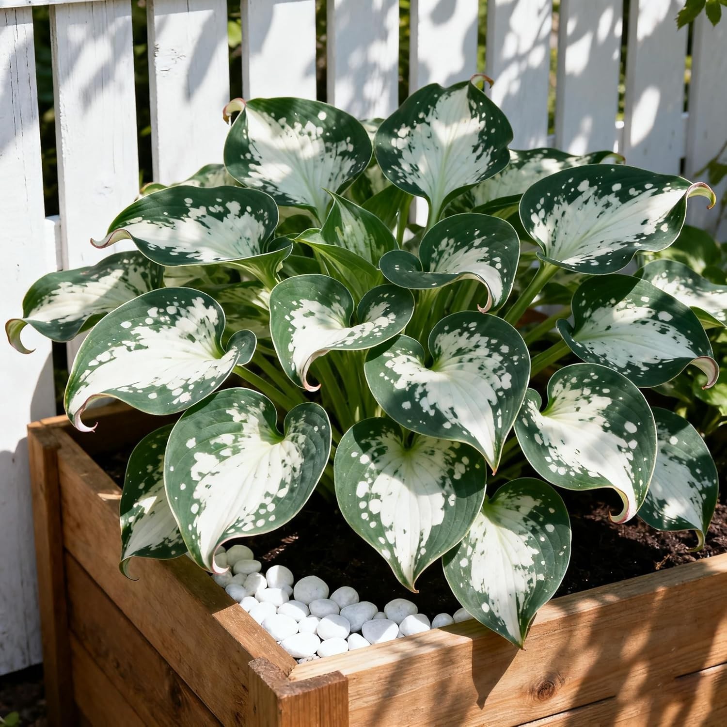Hosta Seeds for Planting, 300+ Mixed Color Perennial Seed, Mix
