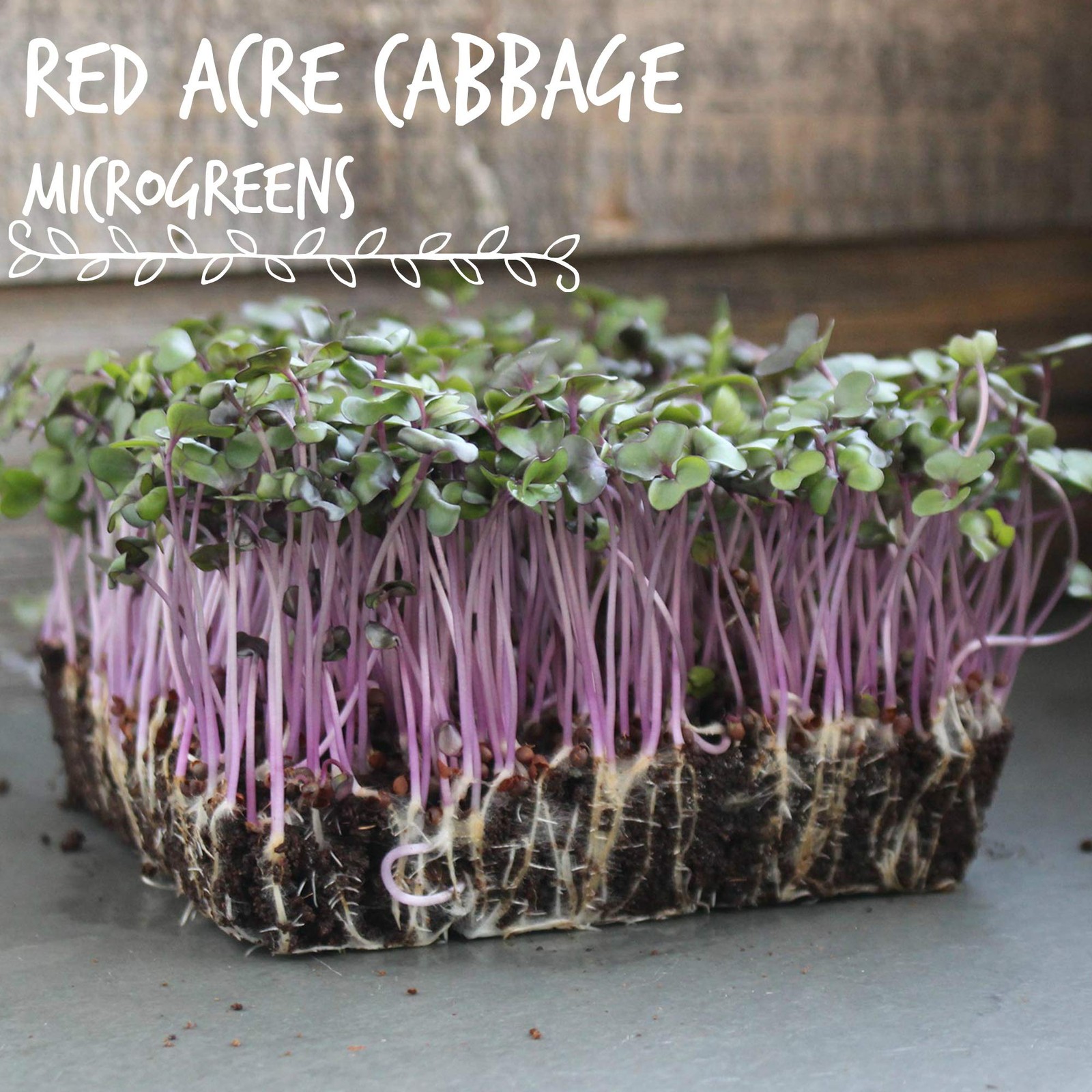 Red Acre Cabbage Microgreens & Sprouting Seeds – 1 Lb – Non-GMO, Chemical-Fre…
