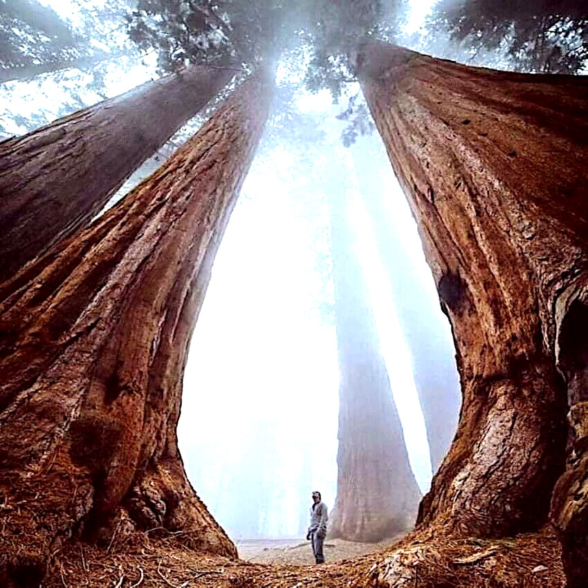 20 California Coast Redwood Seeds Giant Sequoia Bonsai TALLEST TREE in the WORLD