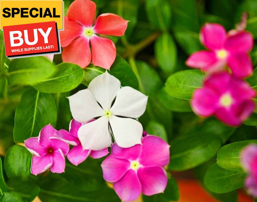 1200 Periwinkle Seeds Madagascar Mix Perennial Flowers – Catharanthus roseus Vin