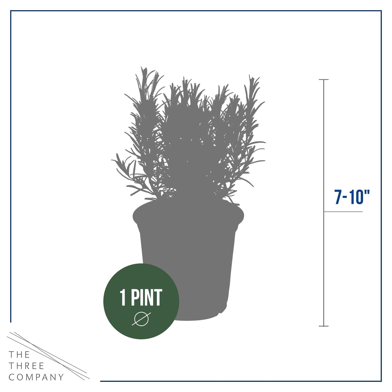 Aromatic Edible Rosemary Herb Pack – Enhances Breathing & Air Quality, 8″x3″