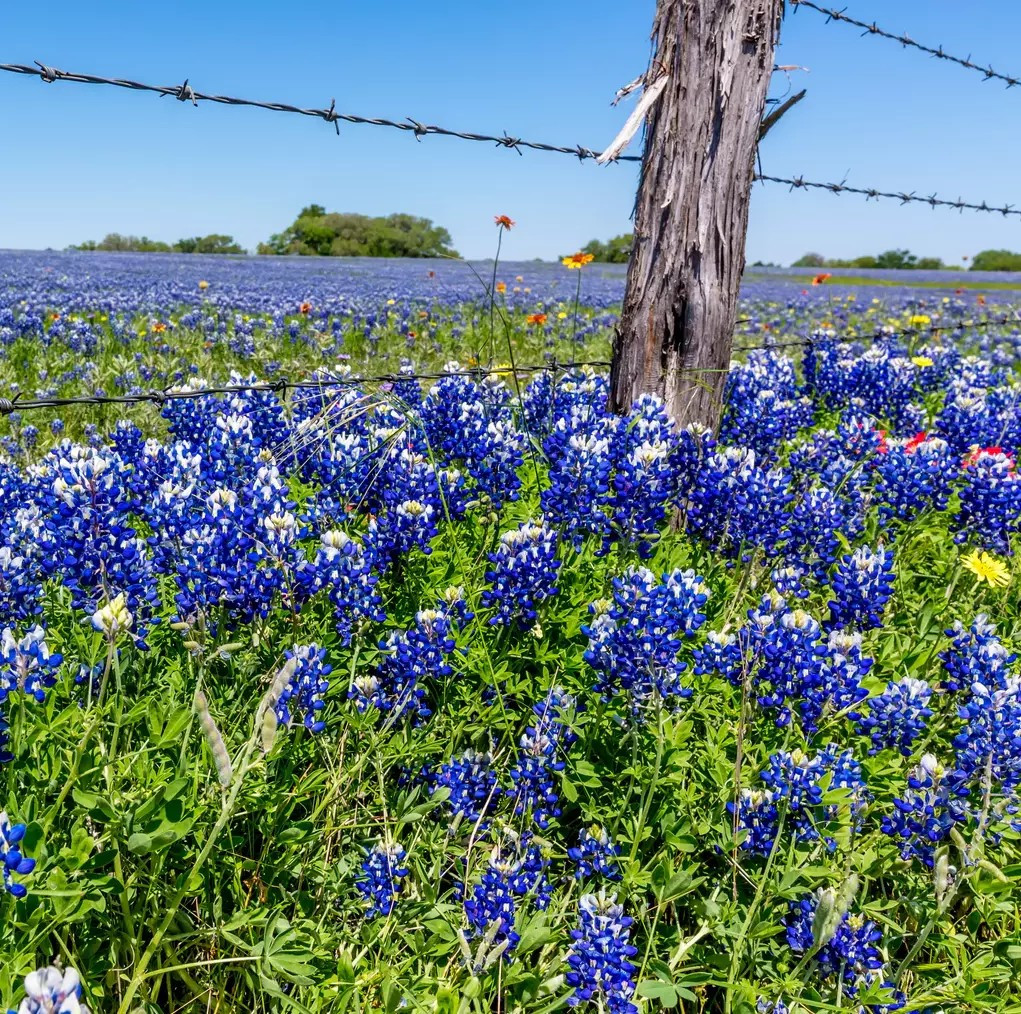 100+ Texas Bluebonnet Seeds – Hummingbirds Butterflies – Bright Color- Fragrant
