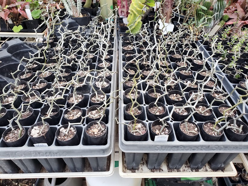 Decarya madagascariensis – Zig Zag Plant – Madagascar – 1 Rooted Single Branch