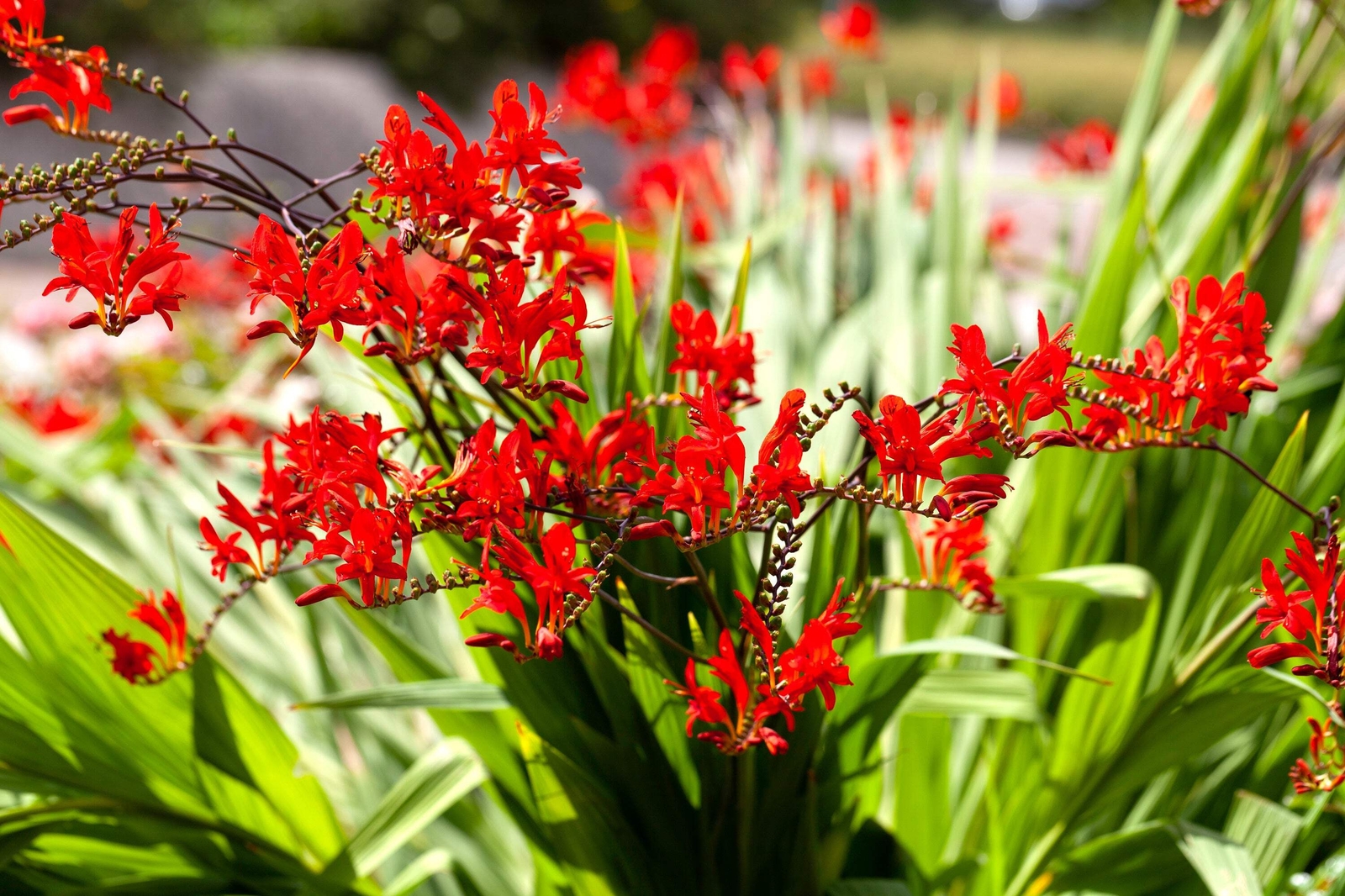 10 RED LUCIFER CROCOSMIA Crocosmia Masoniorum Flower Seeds