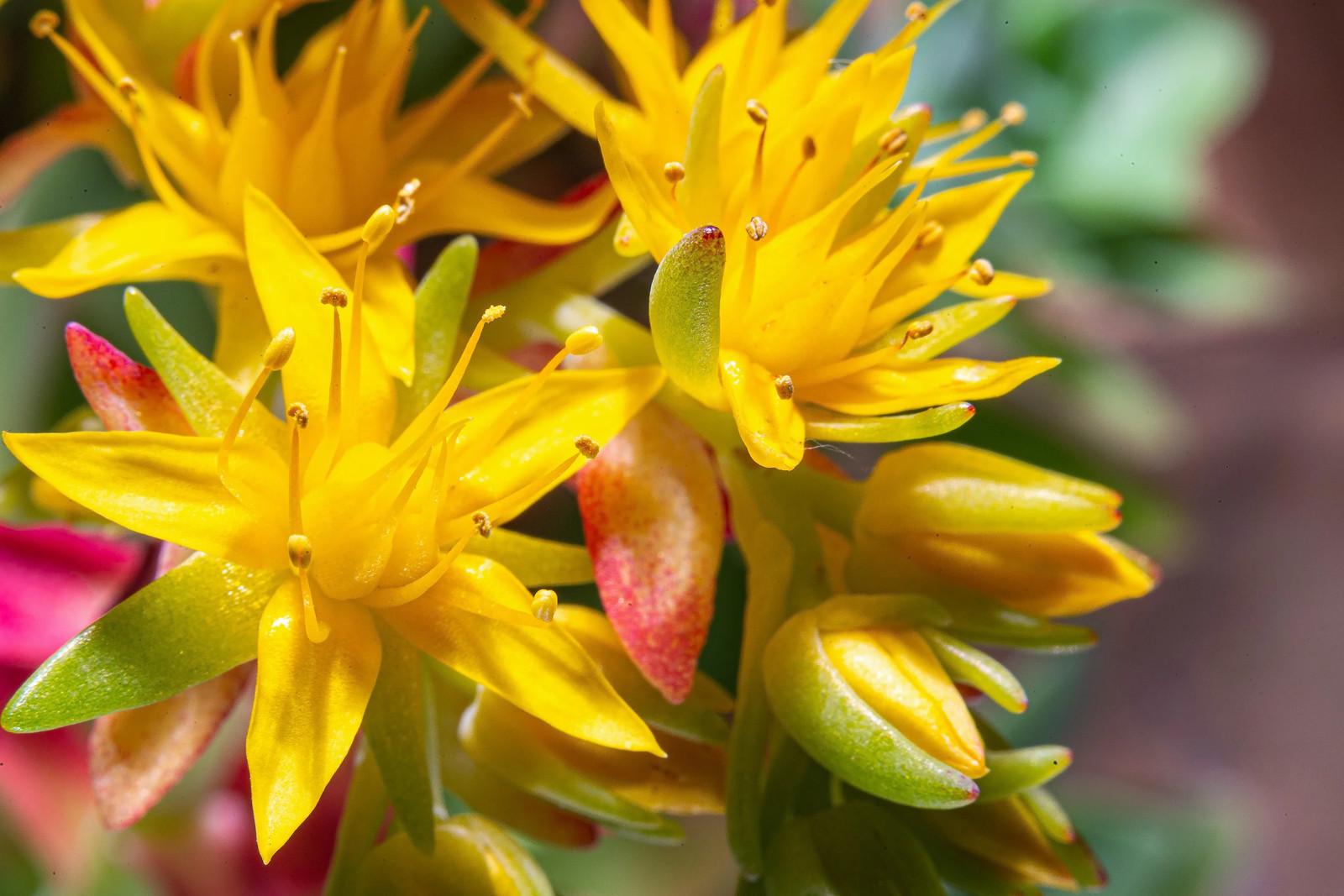 50 OREGON STONECROP Sedum Oreganum Bronze Orange Red Native Yellow Flower Seeds