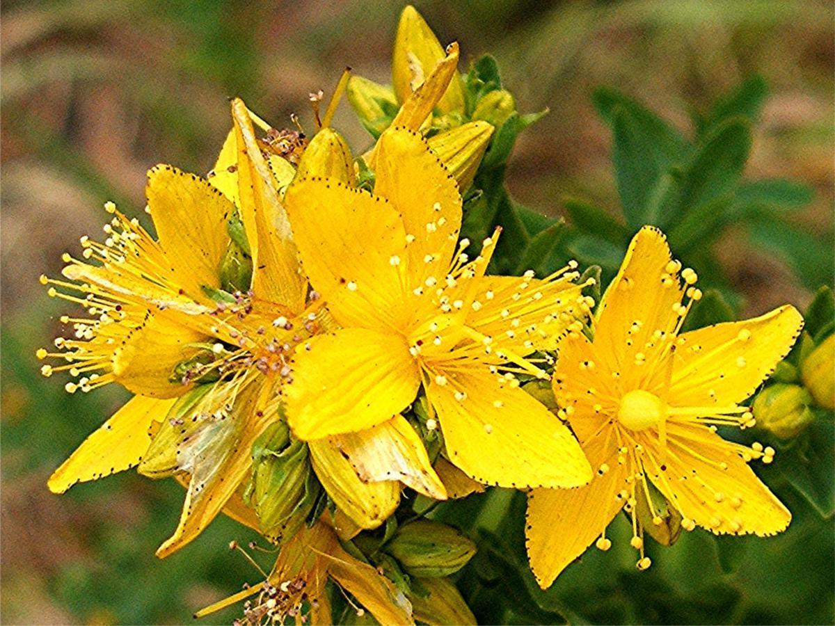 St Johns Wort Seeds, Heirloom Herb Seeds, Non-Gmo Herbs, Medicinal Herb, 100ct