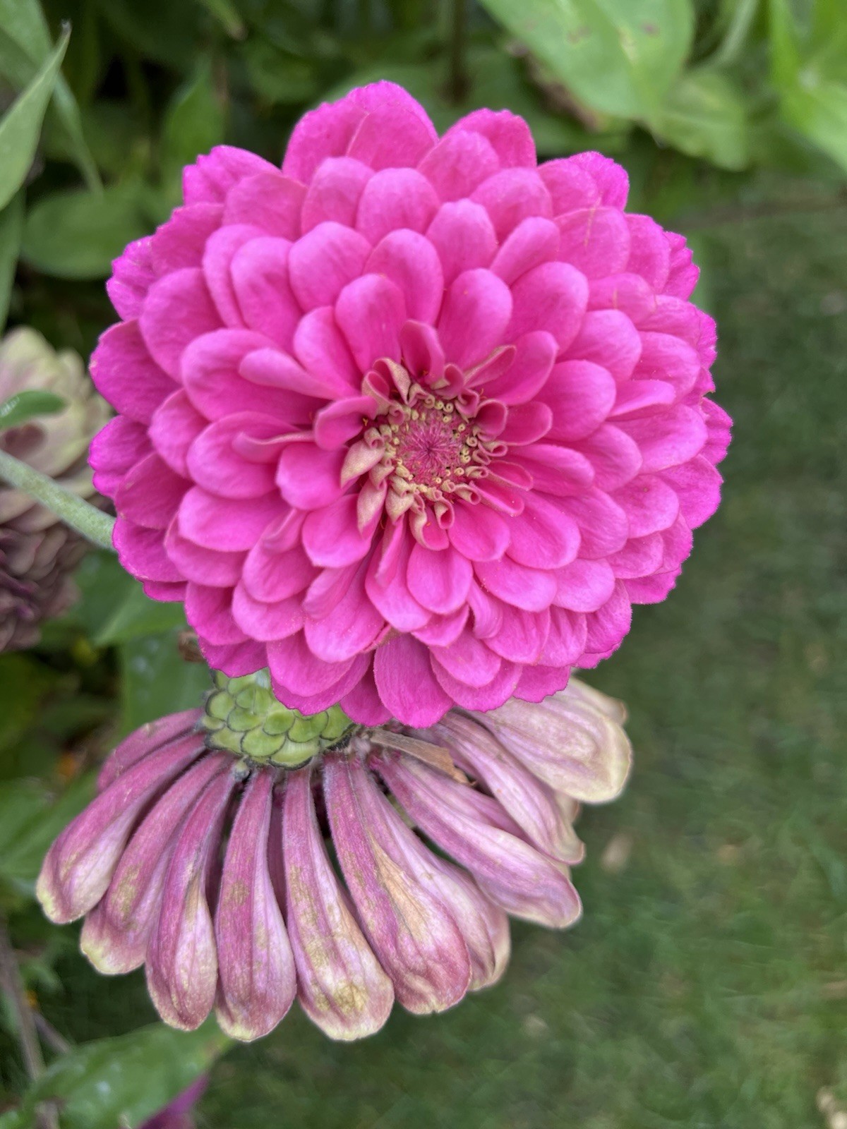 Zinnia Flower Seeds Multiple Colors Sizes Variety Fushia Lime Green Pink White