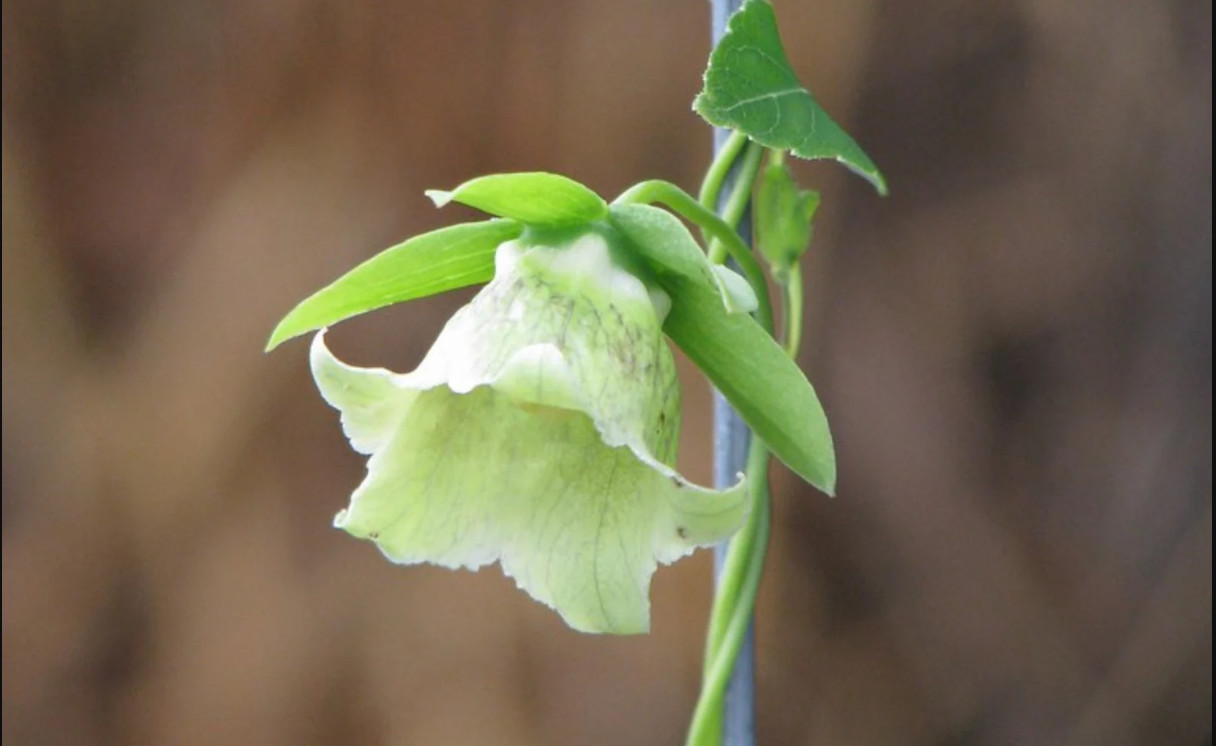 60 seeds| Dang-shen, Codonopsis pilosula Herb seeds #6004