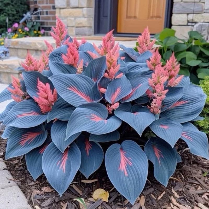 220+ Mixed Rare Hosta Seeds for Planting-Attract Pollinators Perennial Garden…
