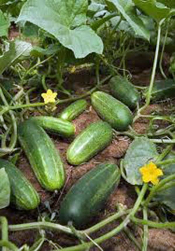 CUCUMBER SEED, MARKETER, HEIRLOOM, NON GMO, 100 SEEDS, GARDEN CUCUMBER