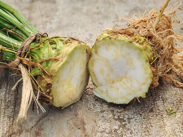 SCARBOROUGH SEEDS Celery Root (Celeriac) 500 Seeds Non GMO Garden Seeds