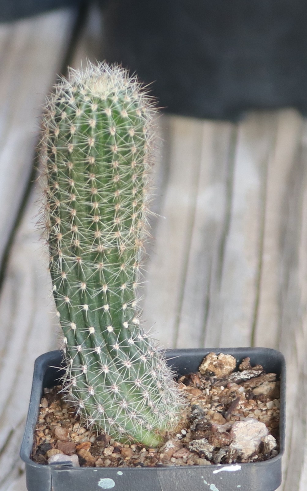 Echinopsis hybrid ‘Sterntaler’