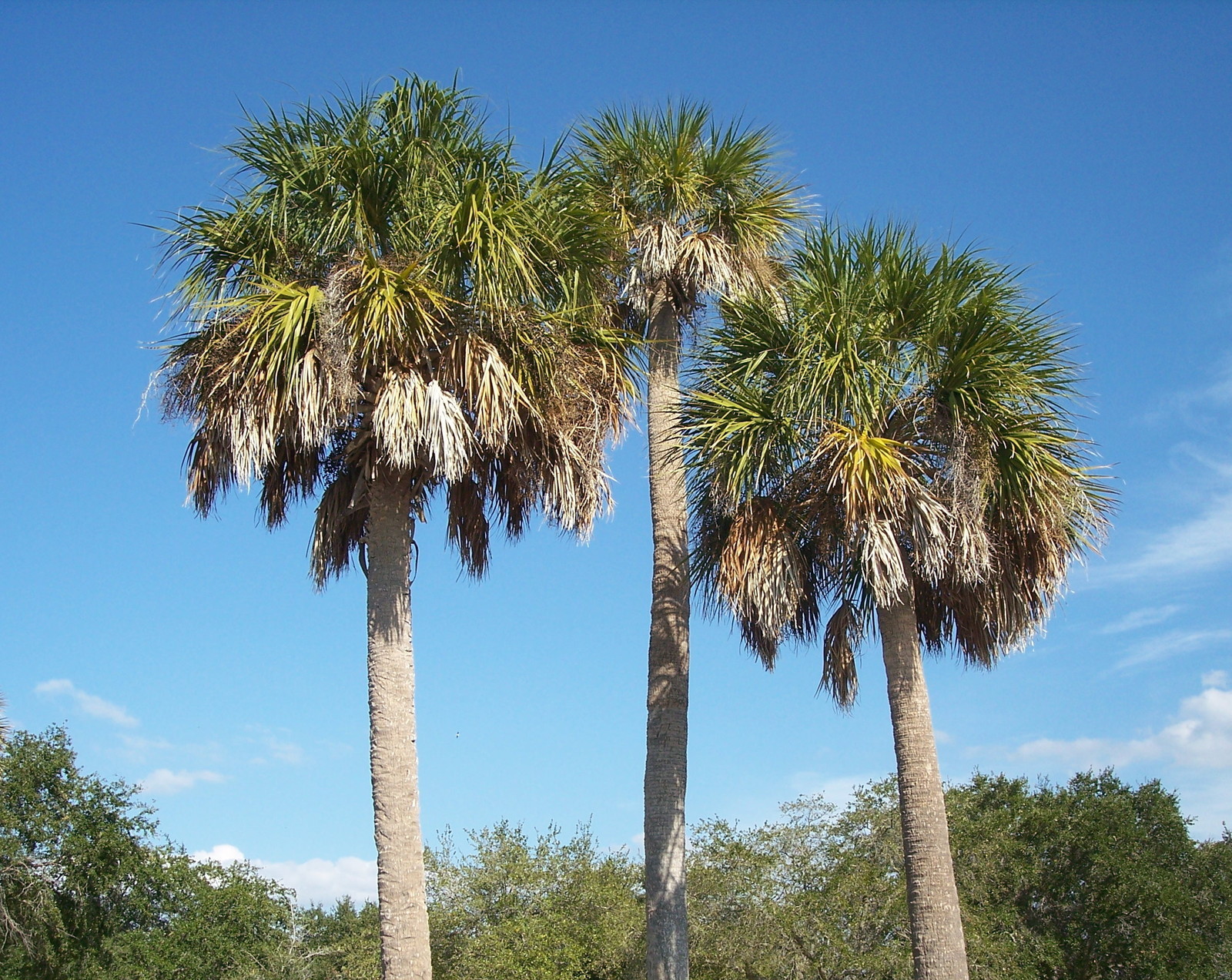 Sabal palmetto COLD HARDY CABBAGE PALMETTO Seeds!